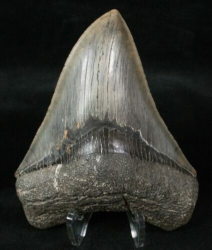 Serrated Fossil Megalodon Tooth #13372